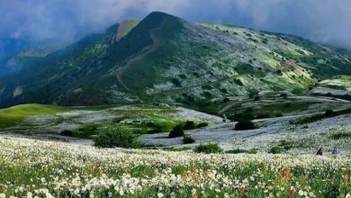 تصویر جنگل فندقلو بهشت ایران در استان اردبیل