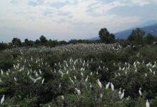 تصویر مستند داستانی ” کابوک” پدیده جشنواره سینما حقیقت