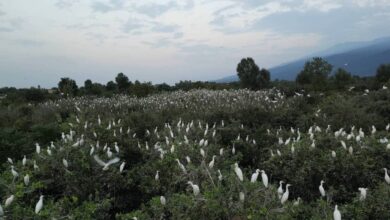 تصویر مستند داستانی ” کابوک” پدیده جشنواره سینما حقیقت